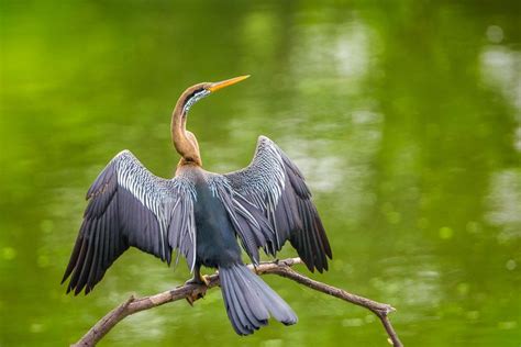 Oriental darter - Alchetron, The Free Social Encyclopedia