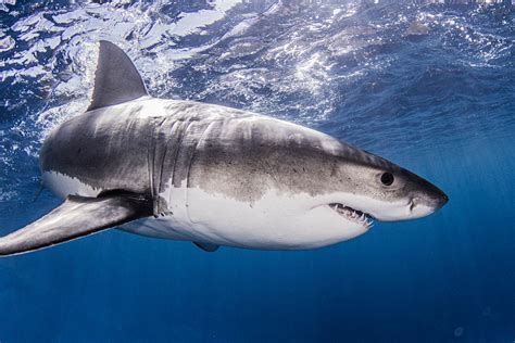 Le Grand Requin Blanc Est Peut Tre D J Pr Sent Dans La Manche La