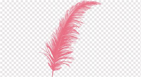 Feather Vector Png