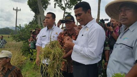 Lagi Mentan Amran Bulog Serap Gabah Petani Sesuai HPP Rp 3 700 Kg