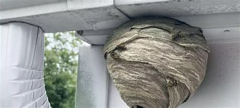 How To Safely Remove A Hornets Nest 9 Easy Steps