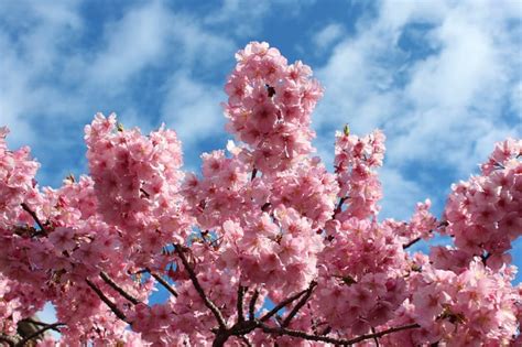 河津桜満開でした♪ かず♬さんのフォト 趣味人倶楽部（しゅみーとくらぶ）