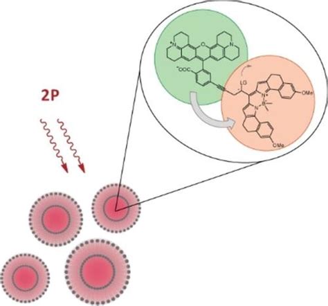 红光吸收 BODIPY Photocage 的罗丹明敏化双光子激活 Chemistry A European Journal X MOL