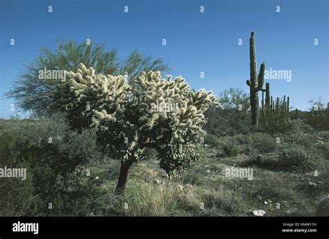 Mexico - Sonora Desert Stock Photo - Alamy