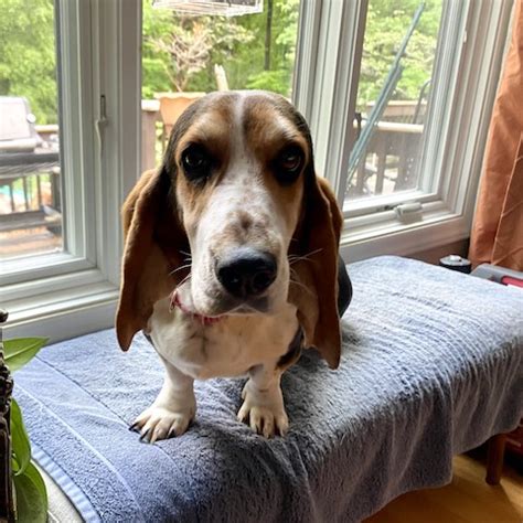 Sophia Carolina Basset Hound Rescue