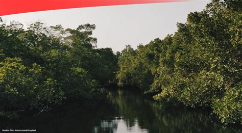 Luas Mangrove Di Indonesia Capai 3 36 Juta Hektare Pada 2021