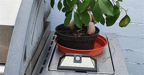 Bonsai Album On Imgur