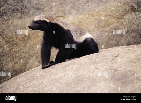 Honey Badger or Ratel Hwange National Park Zimbabwe southern Africa ...