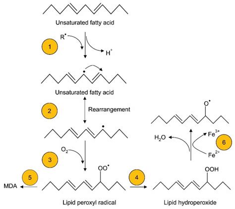 Lipid Peroxidation Of Unsaturated Fatty Acids Step 1 Abstraction Of A Download Scientific