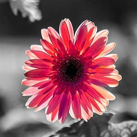 Pin By Sanny Pannemans On Colored Black Color Splash Flowers