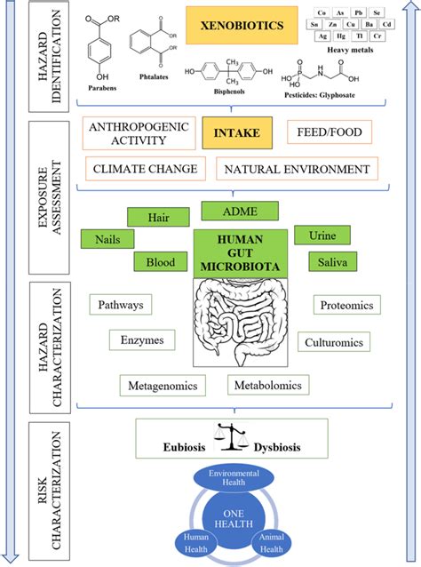 Graphical interactions between xenobiotics and human gut microbiome ...