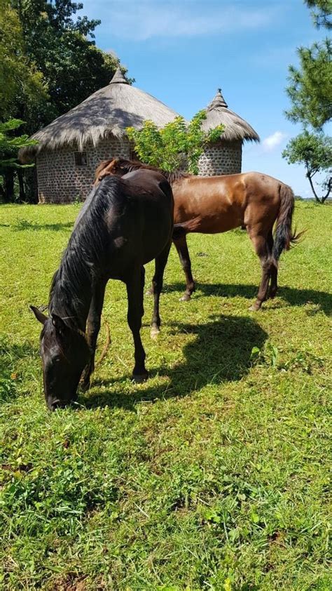 Balade à Cheval Campement Ranch De Ngaoundaba