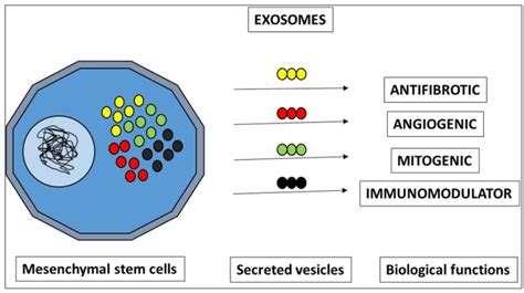 Figure 1 Exosomes Secreted By MSCs Can Promote Several Biological