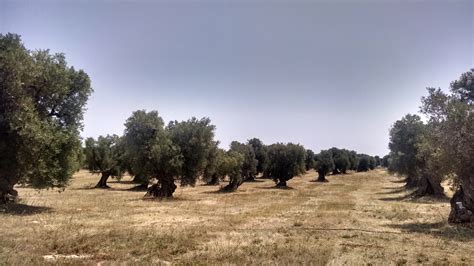 How Collaboration is Saving Rare Coastline and Ancient Olive Farms in ...