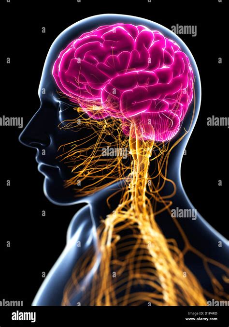 Système nerveux central artwork Photo Stock Alamy