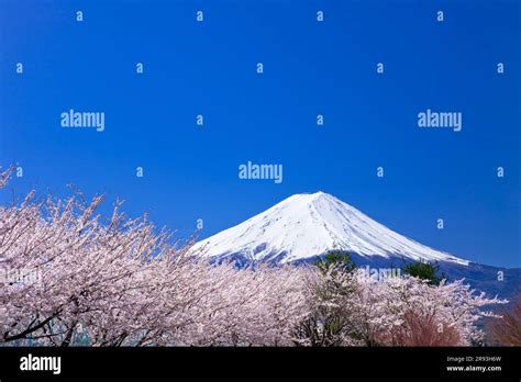 Mount Fuji with cherry blossom Stock Photo - Alamy