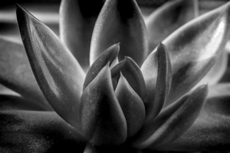 images leaf flower black  white  life photography