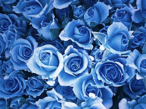 Blue Roses Wallpapers - Wallpaper Cave