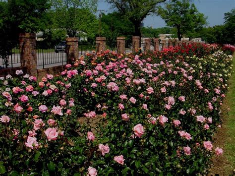 Tyler Municipal Rose Garden