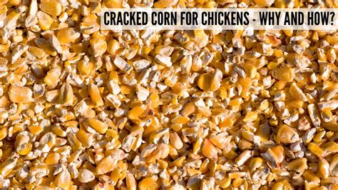 Cracked Corn For Chickens - Why and How? : Secret Life of Homesteaders