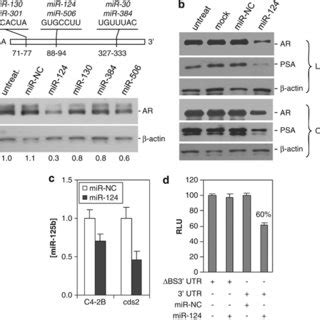 MiR 124 Negatively Regulates AR A Western Blot Analysis Of The AR