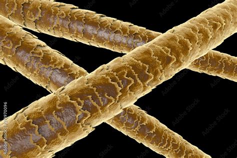 Human Hair Under Microscope