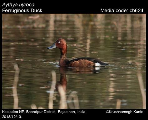 Aythya Nyroca Güldenstädt 1770 Ferruginous Duck Birds