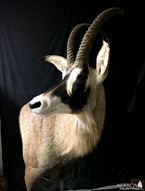 Sable And Roan Pedestal Mount Taxidermy