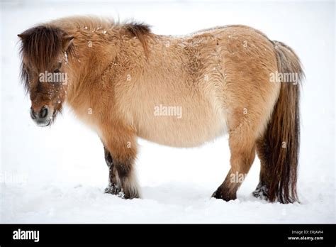 Shetland pony winter Fotos und Bildmaterial in hoher Auflösung Alamy