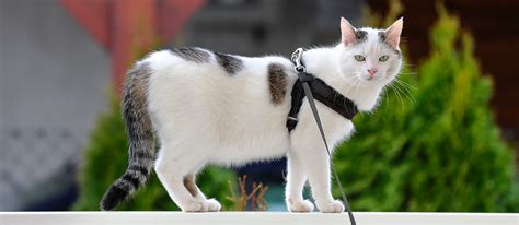 Guide Pour R Ussir Promener Votre Chat En Laisse