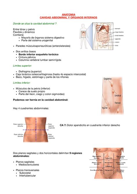 Revision Anatomie Apuntes Anatomia Cavidad Abdominal Y Organos