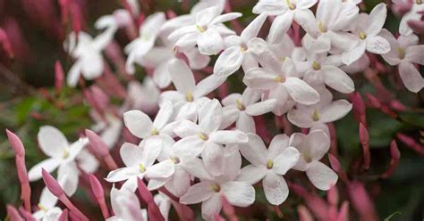 How To Grow and Care For Jasmine Plants