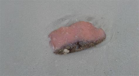 Weekly "What is it?": Sea Pork - UF/IFAS Extension Escambia County