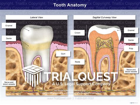 Tooth Anatomy - TrialQuest Inc.