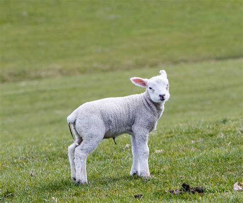 Lamb Free Stock Photo Public Domain Pictures