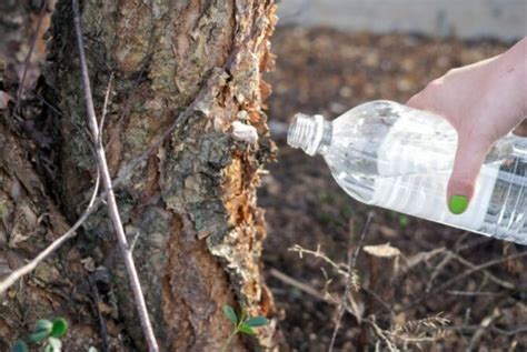 Cómo secar un árbol grande rápido sin que se note Decoración10