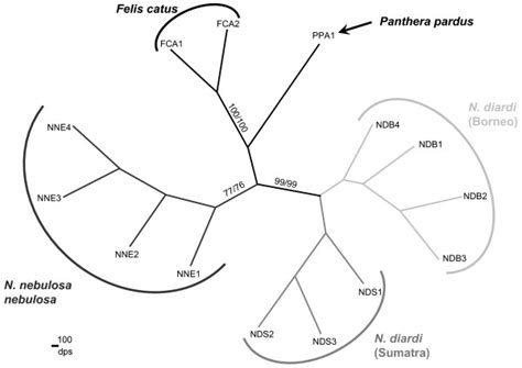 Phylogenetic Relationships Among The Individual Clouded Leopards From Download Scientific