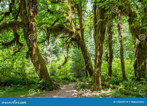 Caminho Entre árvores Cobertas Pela Musgo Na Floresta Tropical De Hoch