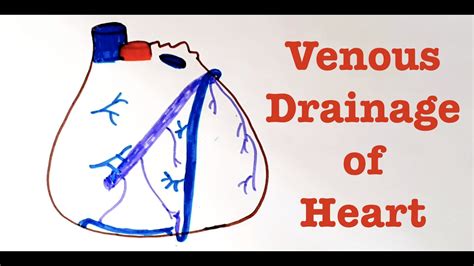 Anatomy How To Draw Venous Drainage Of Heart In Exams Blood Supply