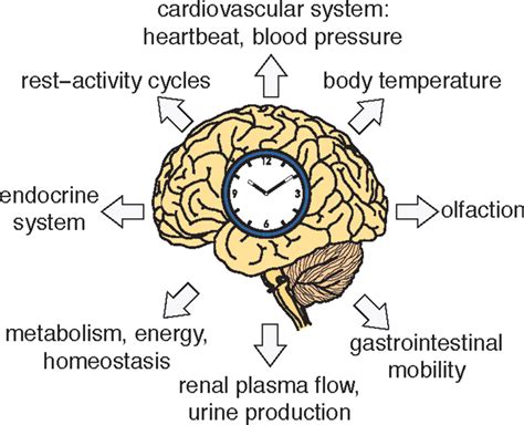 The Mammalian Circadian Timing System Synchronization Of Peripheral Clocks