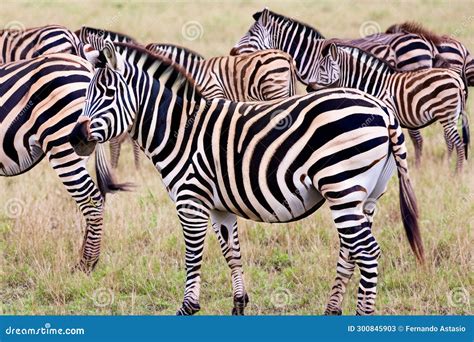 Zebra. Zebra in Natural Grass Habitat, Kenya National Park. Nature ...