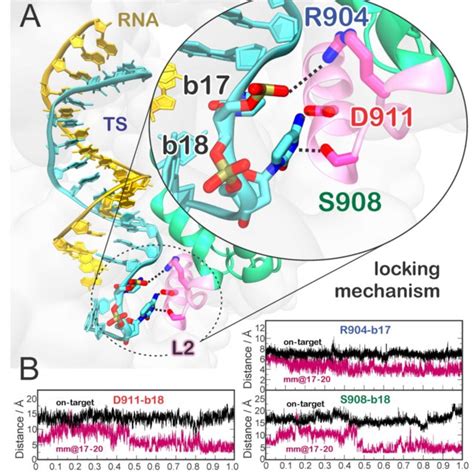 Quantitative Evaluation Of The Interactions Between The Rna Dna Hybrid