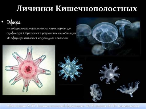 Личинки животных - презентация онлайн