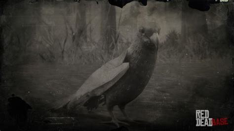 Carolina Parakeet | RDR2 Animals | Map Location & Where To Find