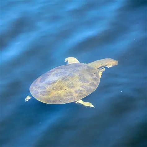 List of Turtle Species in Florida 2023 (ID + Pictures) - Pond Informer