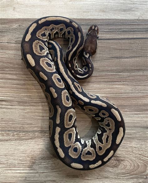 Mojave Het Red Axanthic Ball Python By Easy Day Morphs Morphmarket