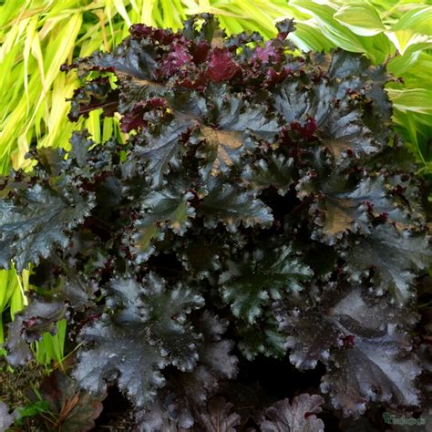 Heuchera 'Black Taffeta' from the Chelsea Gold Medal winning nursery ...