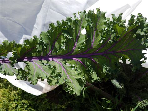 Purple Kale I Have Growing Gardening