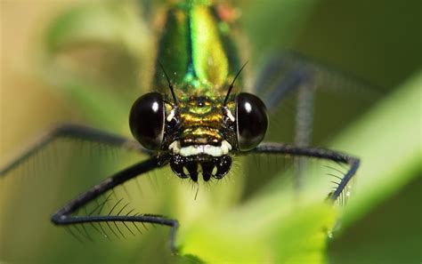 Kostenlose Foto Natur Fotografie Blume Fliege Gr N Makro