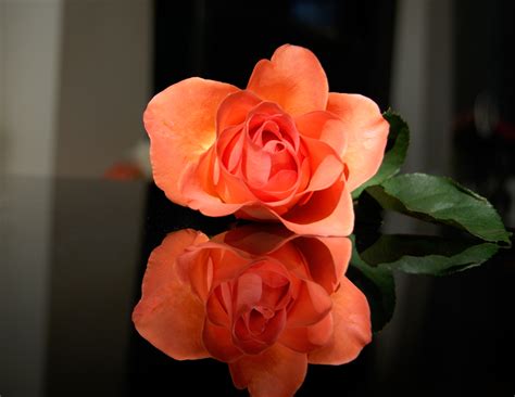 flower rose petal  image